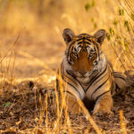 Wildlife in India: A Call to Protect Our Forests and Animals